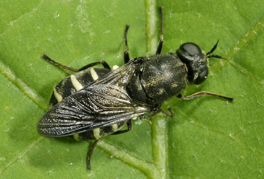 Stratiomyidae da id.: forse Odontomyia sp.